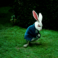 lapin